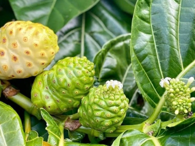 Cây nhàu đem lại lợi ích tuyệt vời cho da và tóc