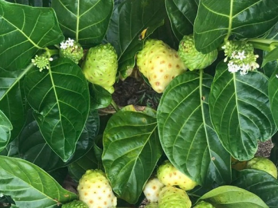 Cây nhàu trong ẩm thực