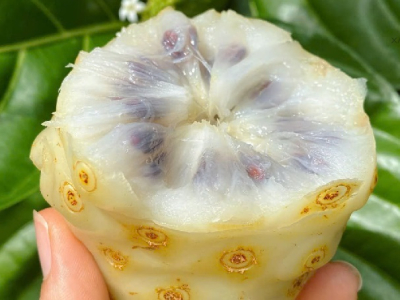 Công dụng làm đẹp của nhàu