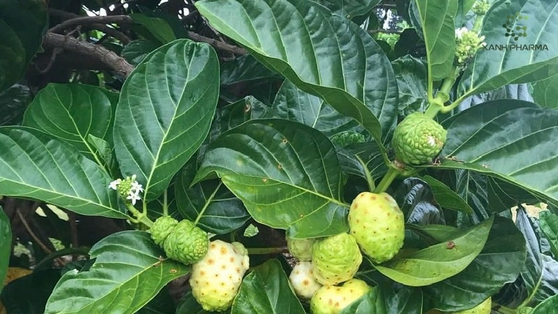 Các món ăn, thức uống bổ dưỡng từ nhàu