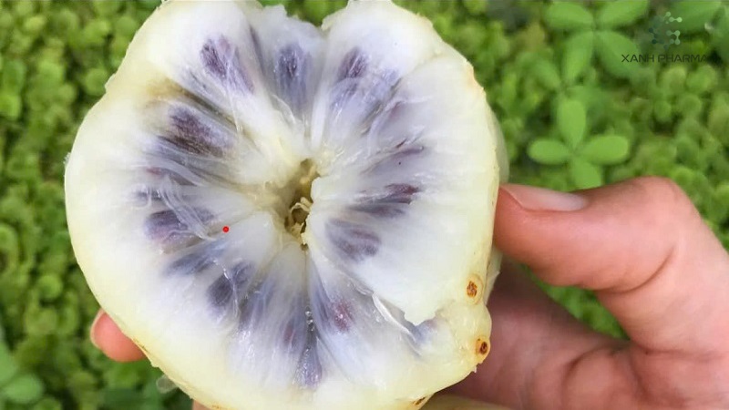 Cách chế biến món ngon từ trái nhàu tươi