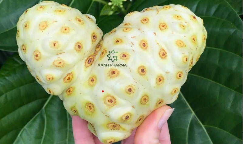 Cách chế biến quả nhàu
