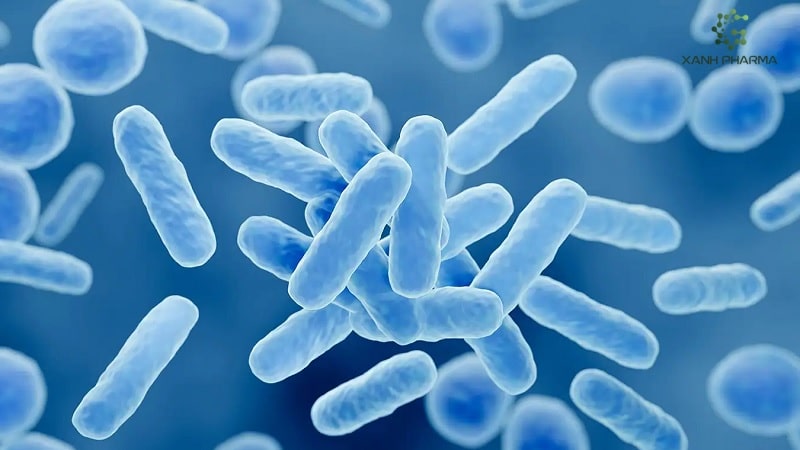Cách dùng Probiotic cho người bị bệnh tiêu chảy