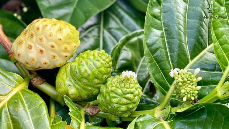 Cây nhàu đem lại lợi ích tuyệt vời cho da và tóc