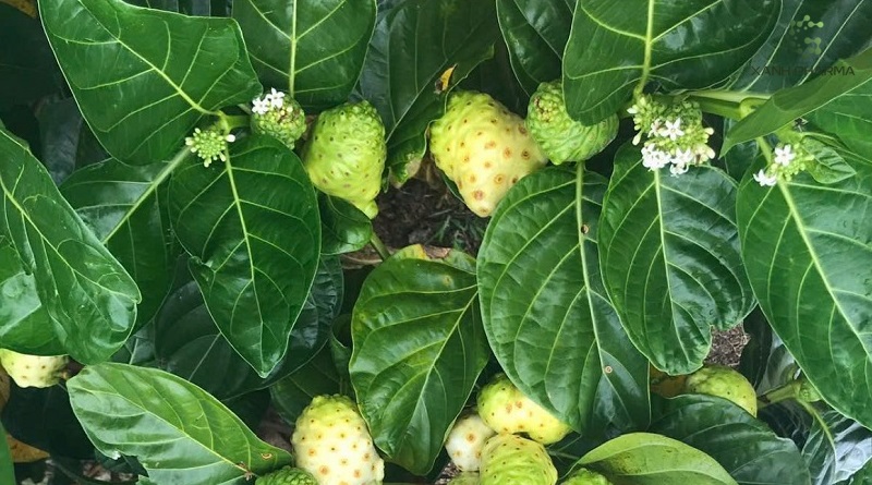 Cây nhàu trong ẩm thực