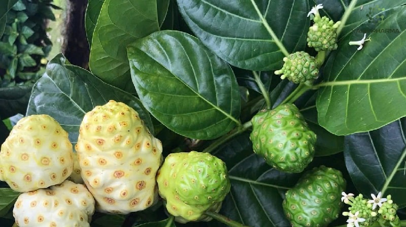 Lưu ý cần thiết khi sử dụng trái nhàu