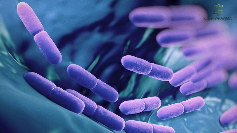 Những thực phẩm chứa Probiotic tốt cho sức khỏe
