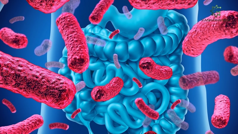 Vai trò của Probiotic đối với cơ thể và thời điểm uống tốt nhất
